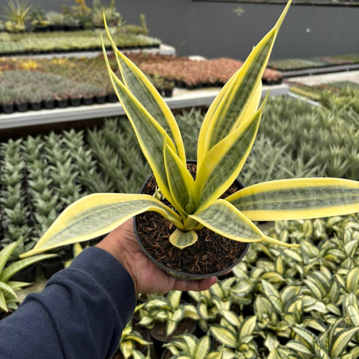 Sansevieria trisfaciata yellow trip