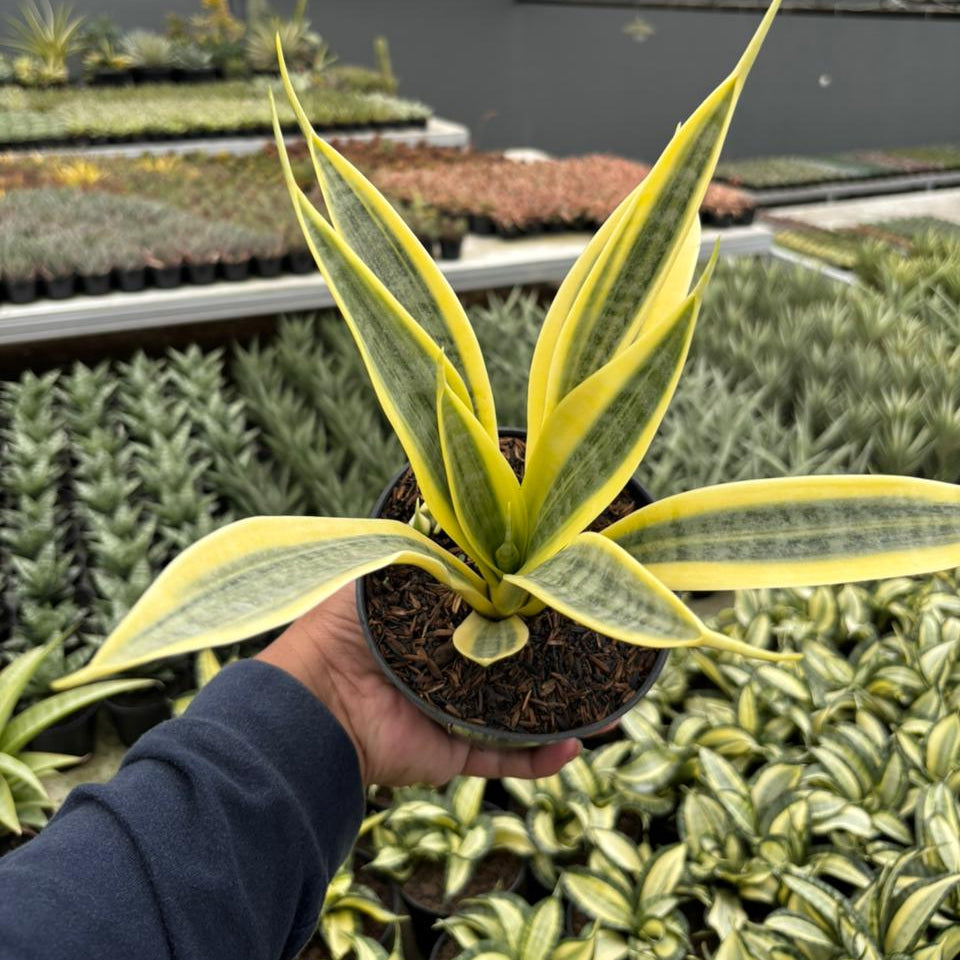 sansevieria trifasciata yellow Sansevieria trisfaciata yellow trip – Succulentasia