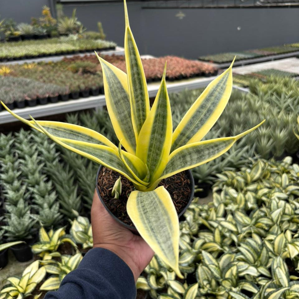 Sansevieria trisfaciata yellow trip