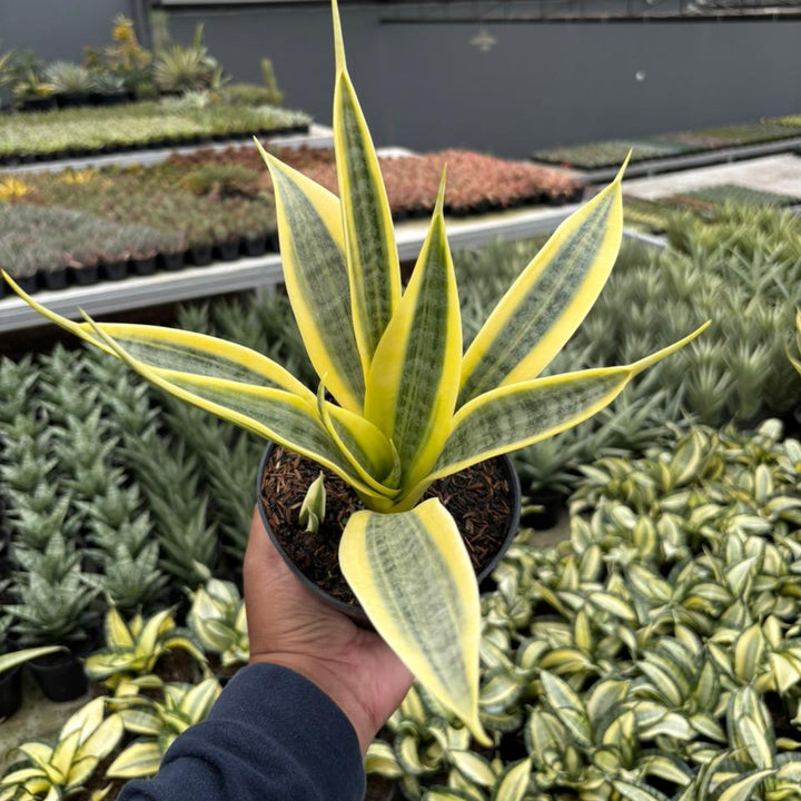 Sansevieria trisfaciata yellow trip