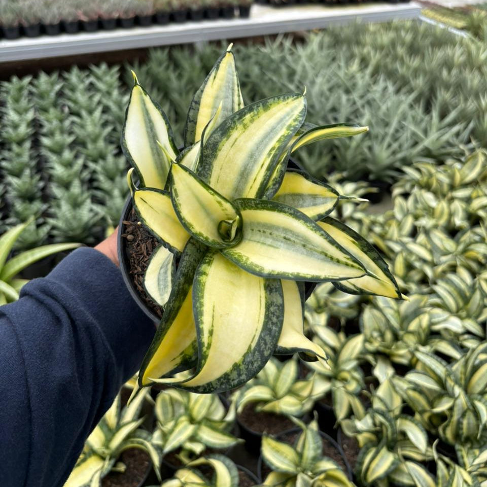 Sansevieria Golden Wendy