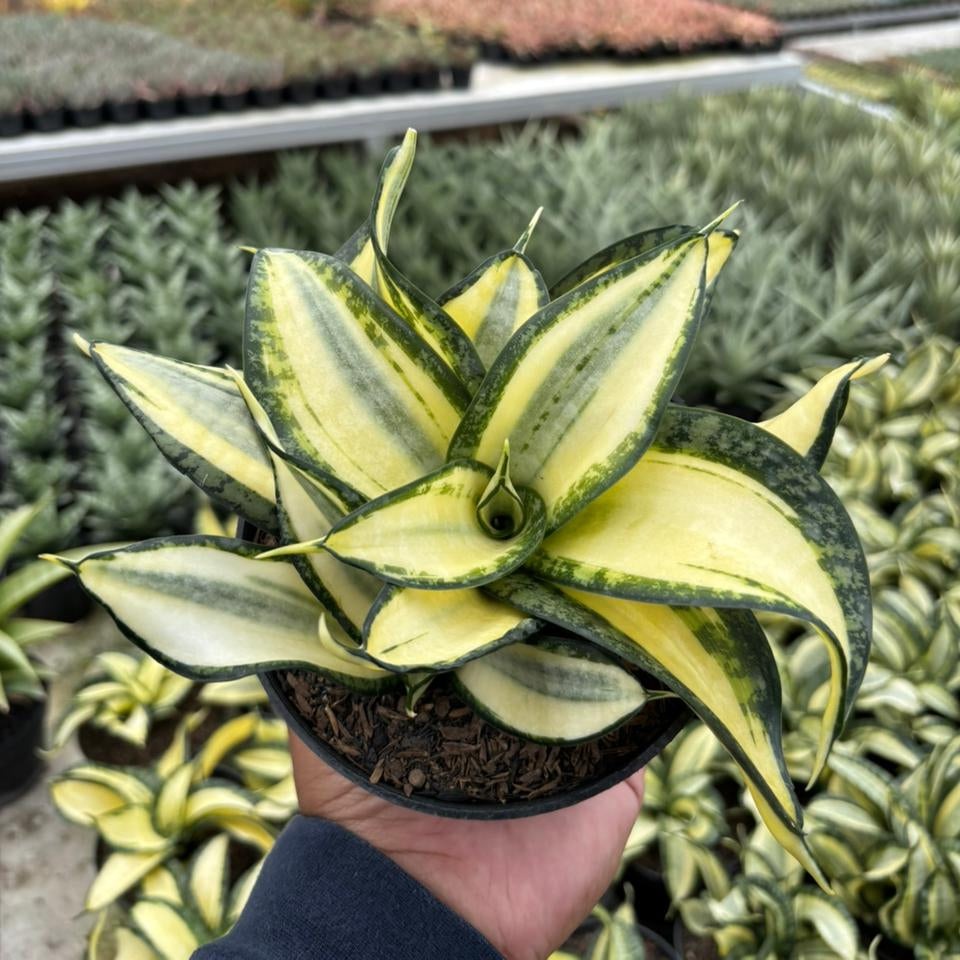 Sansevieria Golden Wendy