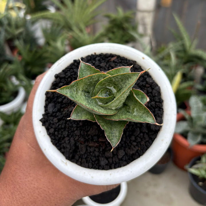Sansevieria Burayak