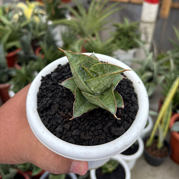Sansevieria Burayak