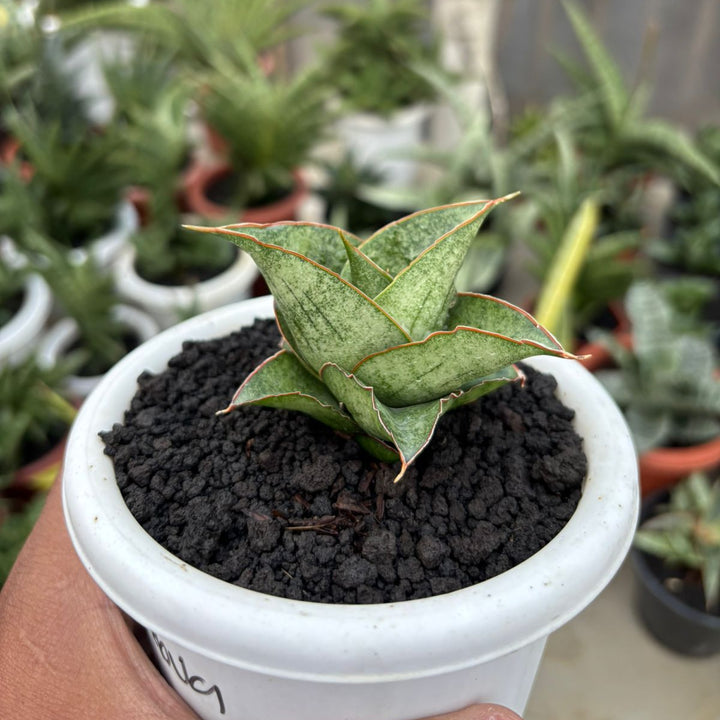 Sansevieria Burayak
