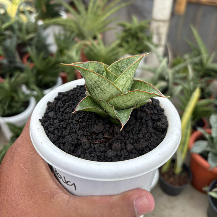 Sansevieria Burayak