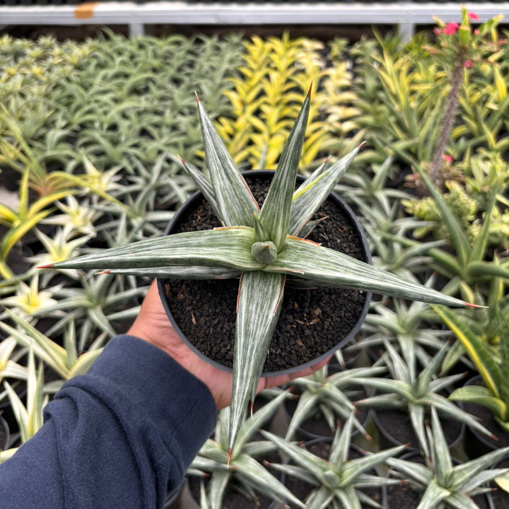 Sansevieri all night star white variegated