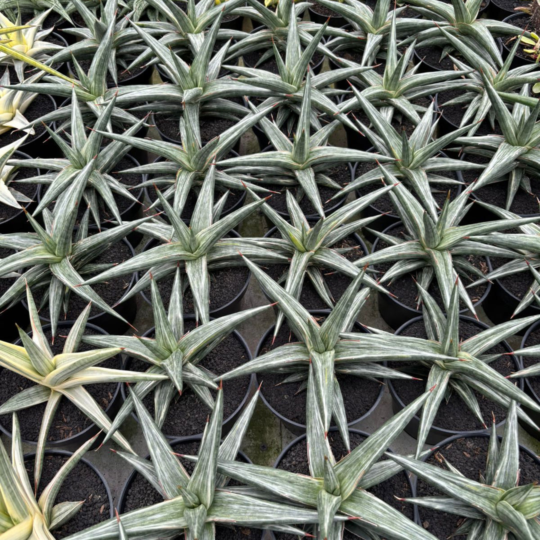 Sansevieri all night star white variegated