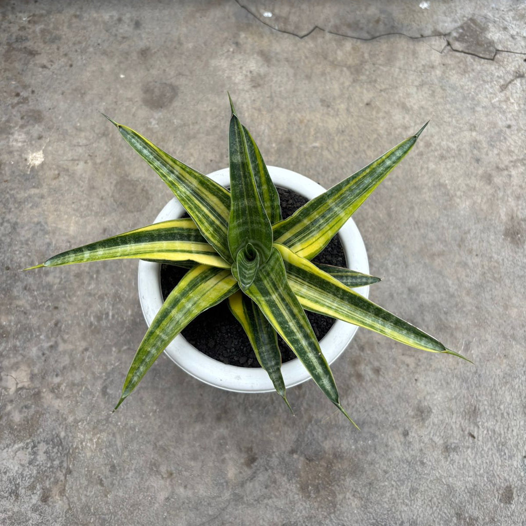 sansevieria green mermaid Sansevieria Ariella Variegated – Succulentasia