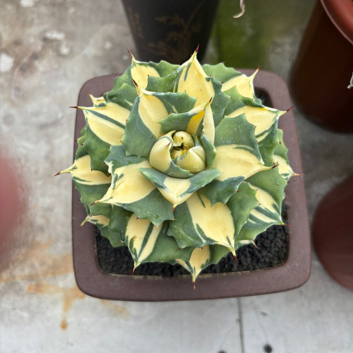 Agave Ohi Raijin Shiro Nakafu Yellow Variegated