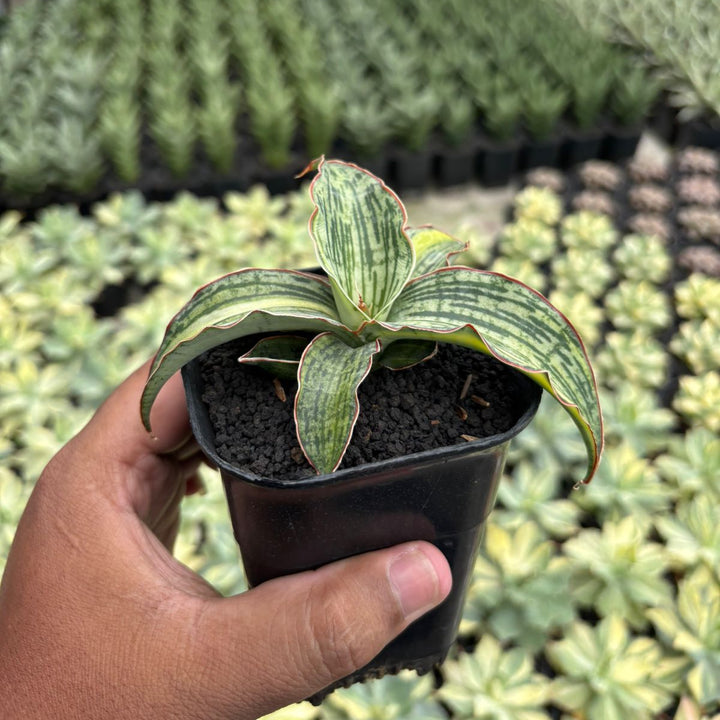 Sansevieria Cleopatra variegated