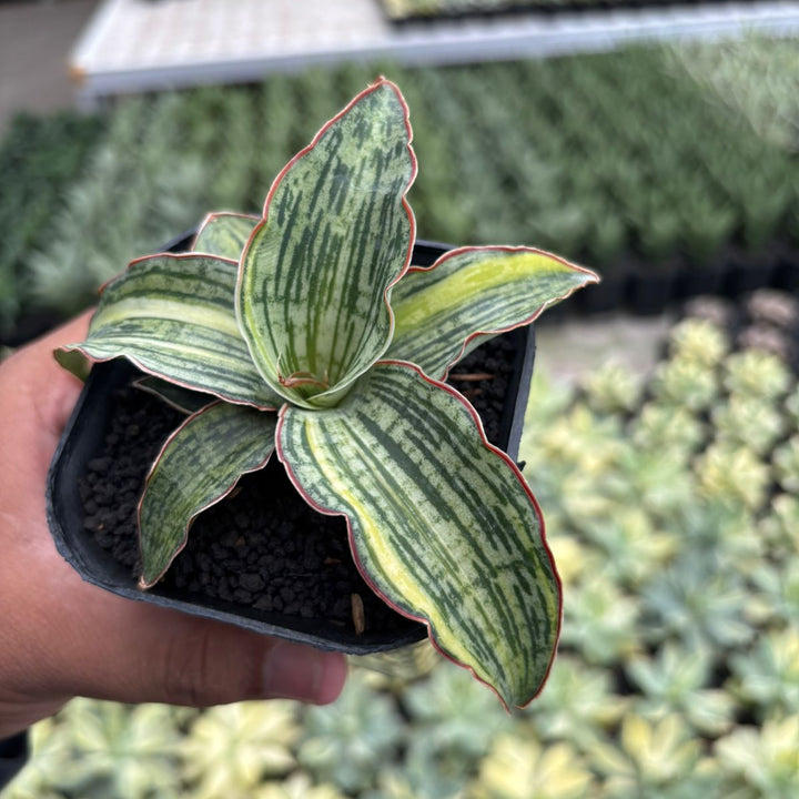 Sansevieria Cleopatra variegated