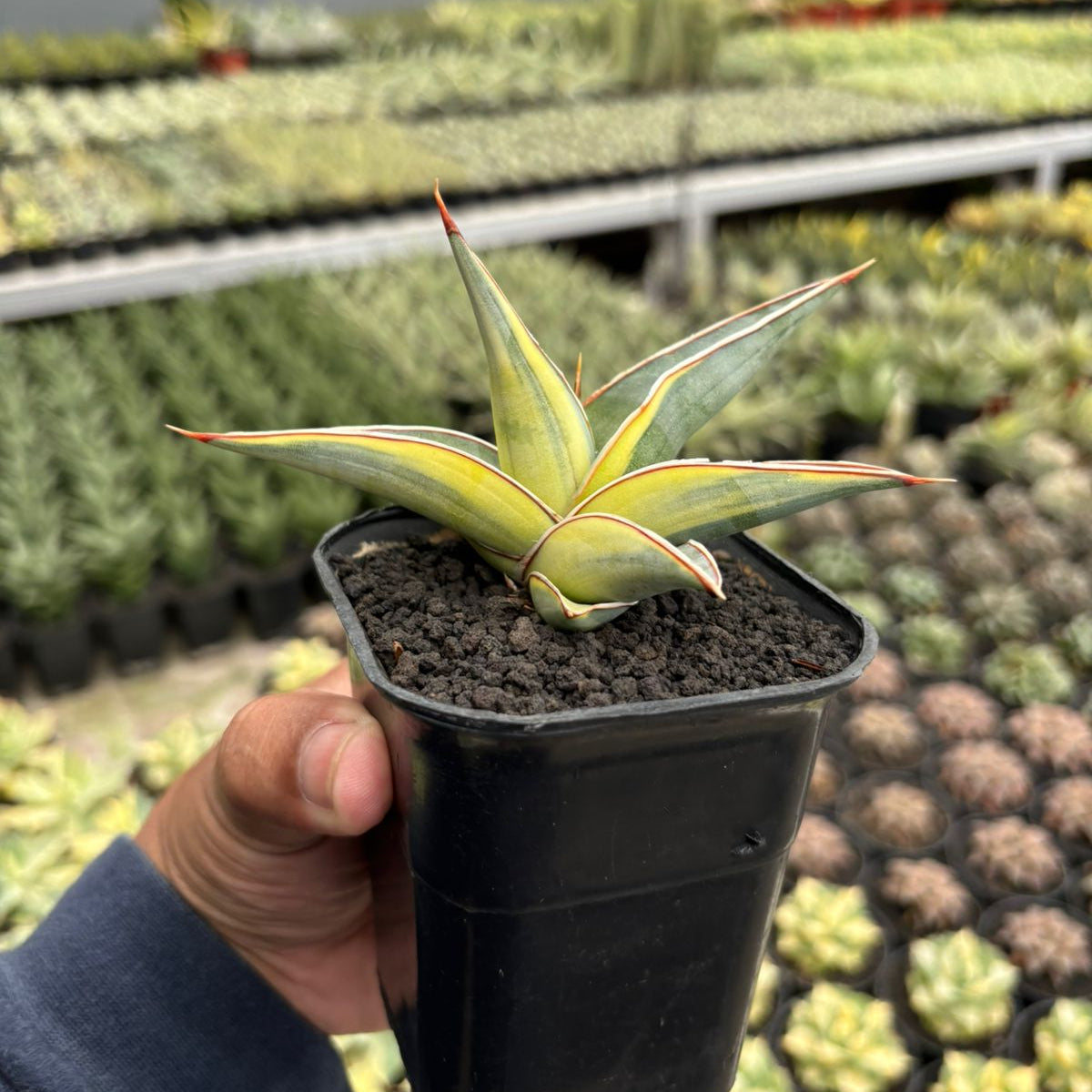 Sansevieria Johannesburg Variegated – Succulentasia