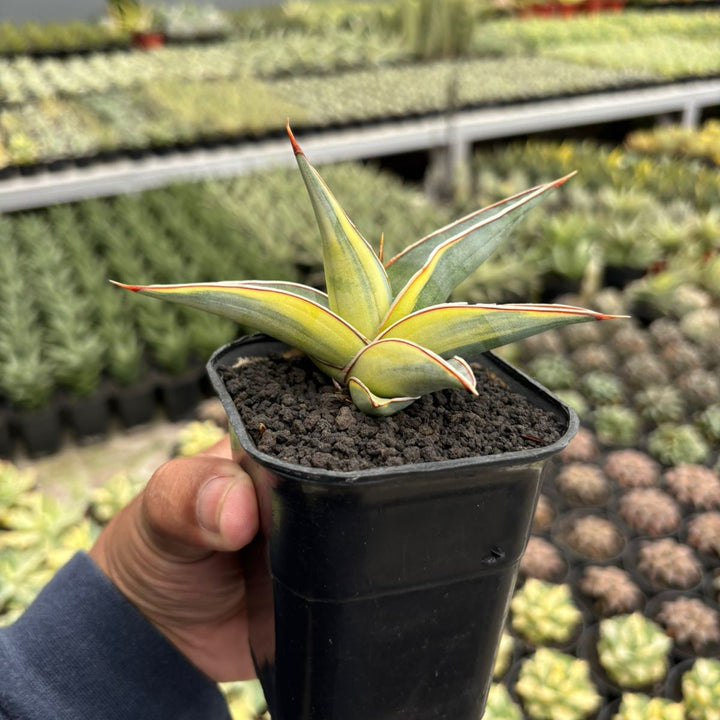 Sansevieria Johannesburg Variegated