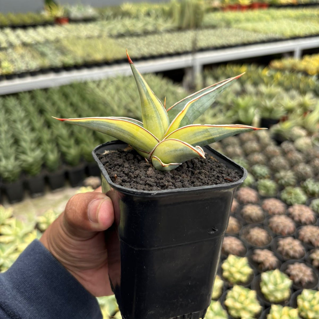 sansevieria lavranos 23251 variegated Sansevieria Johannesburg Variegated