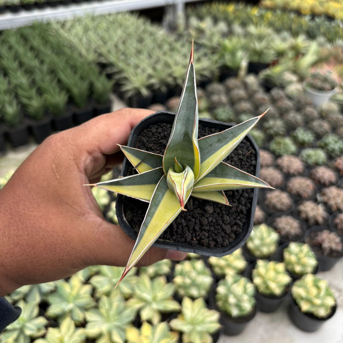Sansevieria Johannesburg Variegated – Succulentasia