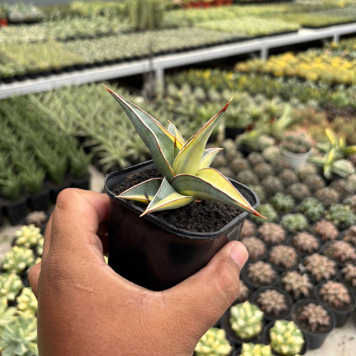 Sansevieria Johannesburg Variegated – Succulentasia