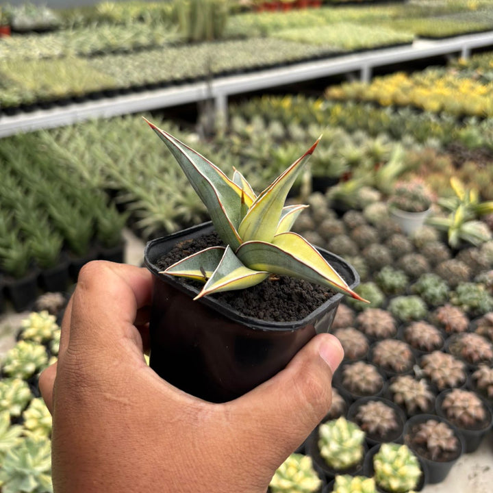 Sansevieria Johannesburg Variegated