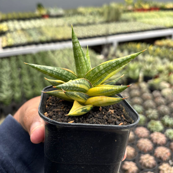 Sansevieria Balii Bintang variegated yellow