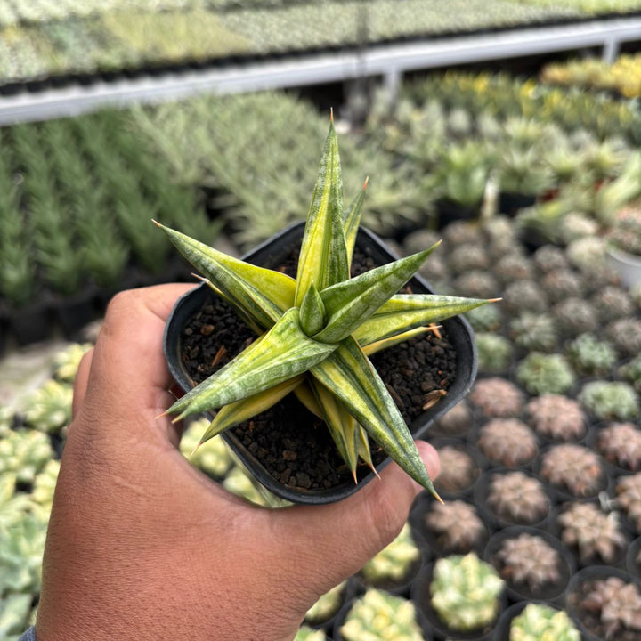 Sansevieria Balii Bintang variegated yellow