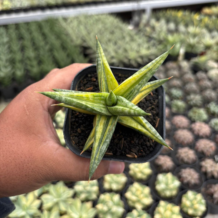 Sansevieria Balii Bintang variegated yellow