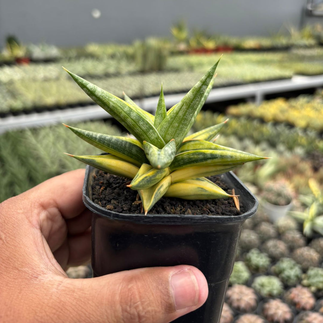 Sansevieria Balii Bintang variegated yellow