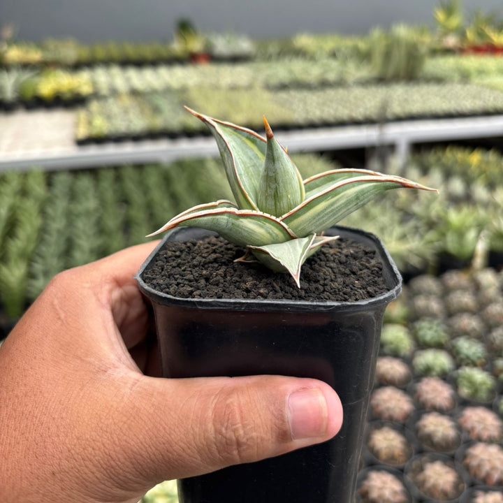 Sansevieria Pingui Embos variegated