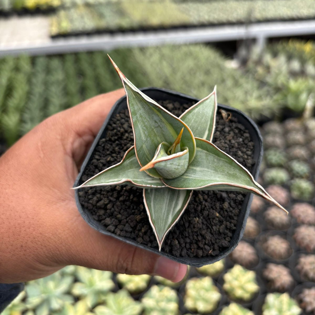 Sansevieria Pingui Embos variegated