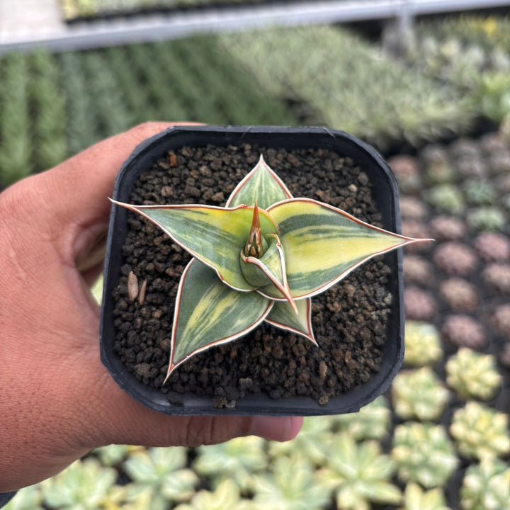 Sansevieria Pinguicula Variegated