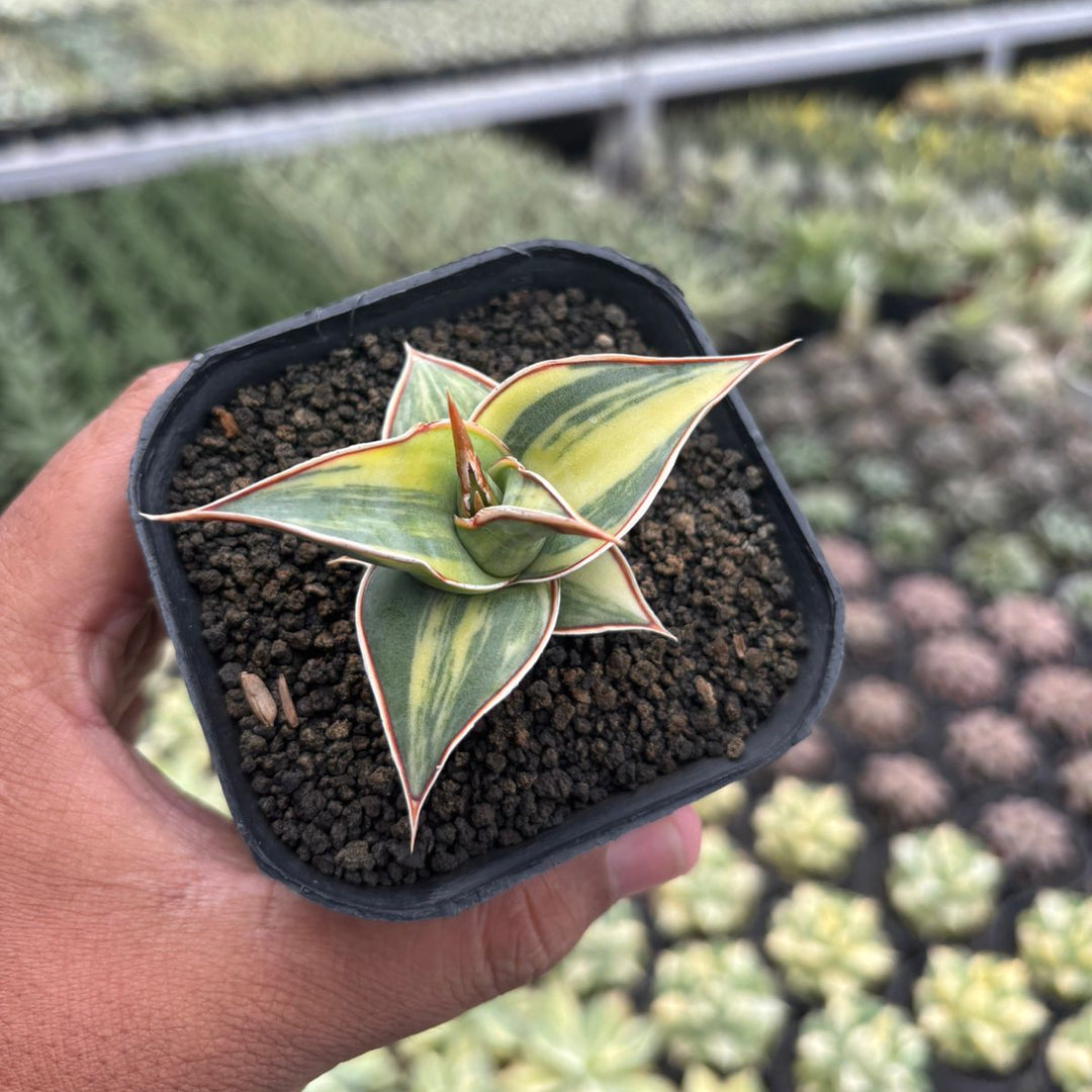 Sansevieria Pinguicula Variegated