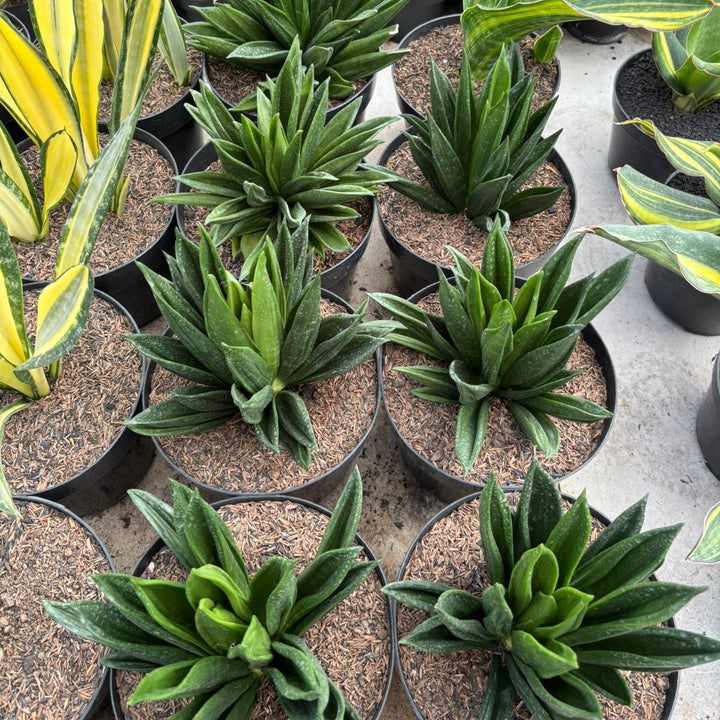 Sansevieria Hahni Gaster Mutation