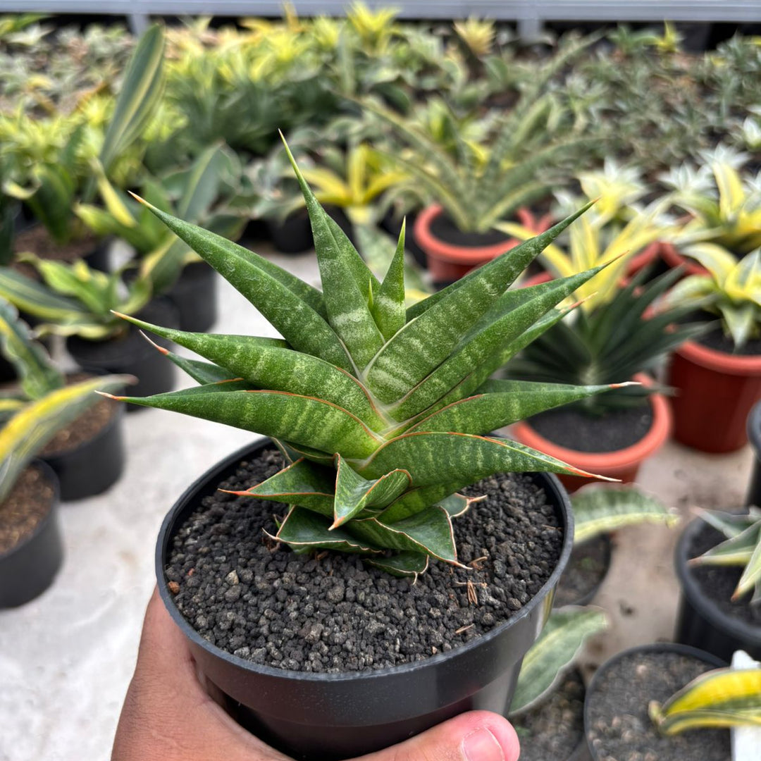 Sansevieria Sky Fire