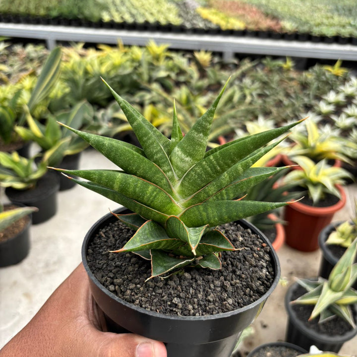 Sansevieria Sky Fire