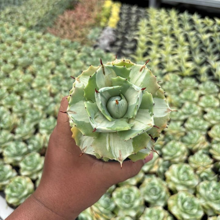 Agave Ohi Raijin Shiro Nakafu