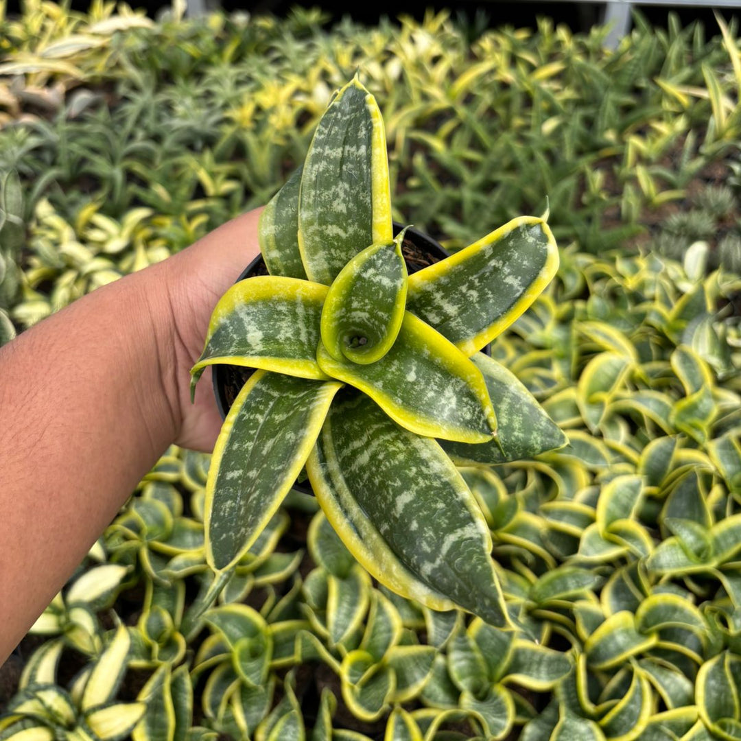 Sansevieria Hahnii Twister Tsunami