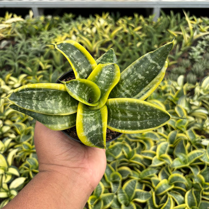 Sansevieria Hahnii Twister Tsunami