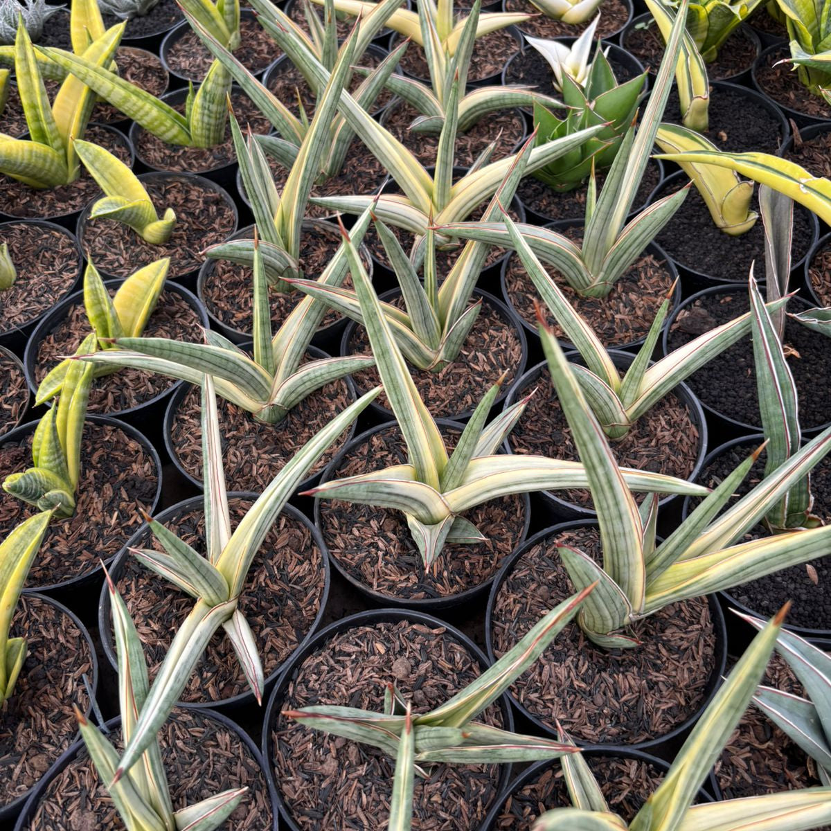 Sansevieria royal crown variegated white – Succulentasia