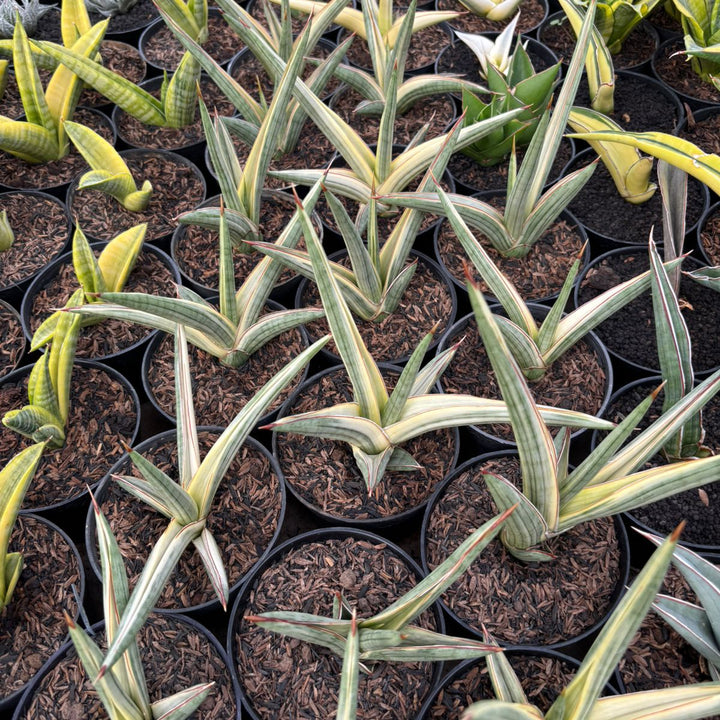 Sansevieria royal crown variegated white