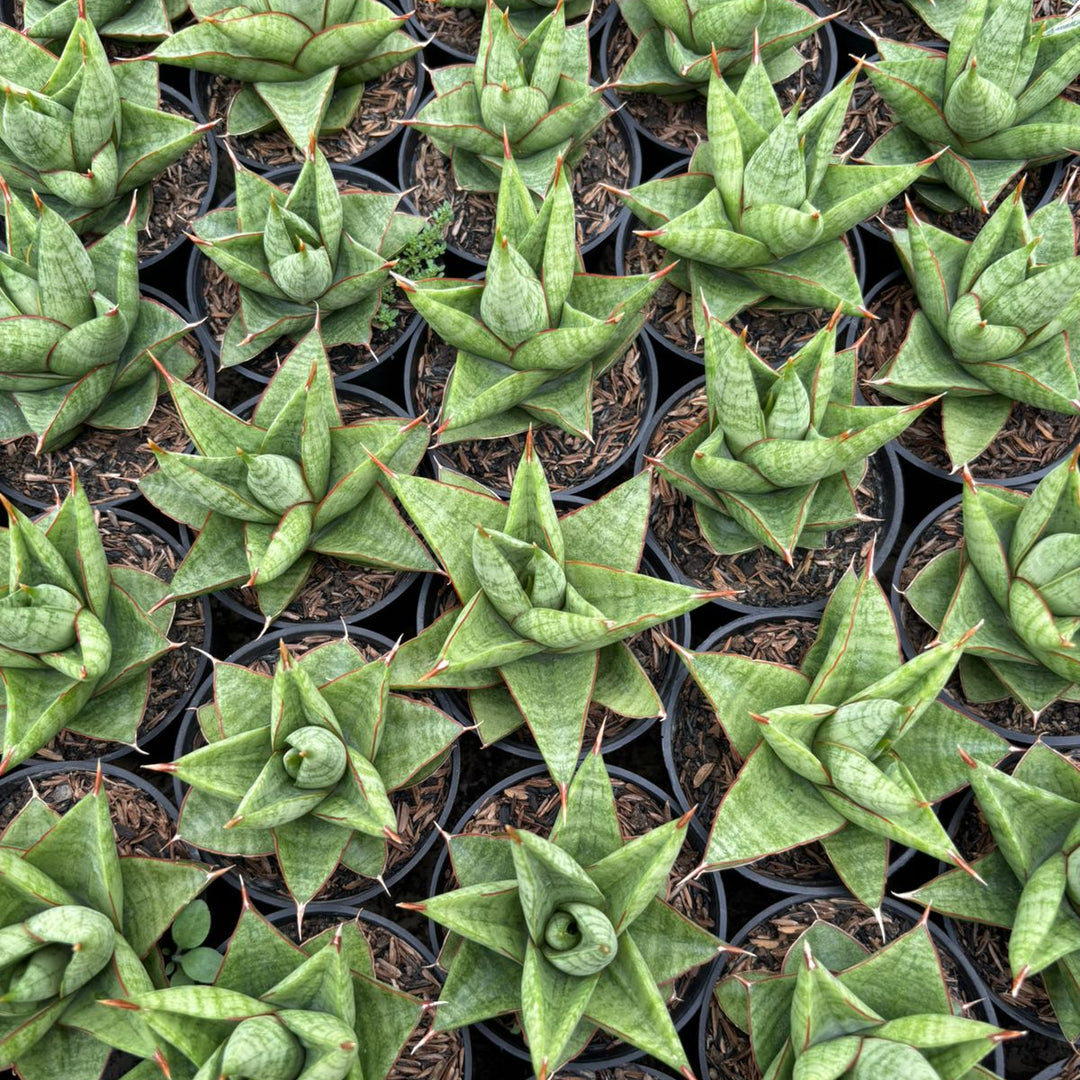 Sansevieria juleha