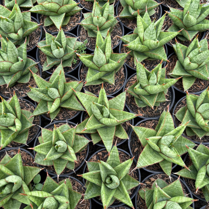 Sansevieria juleha