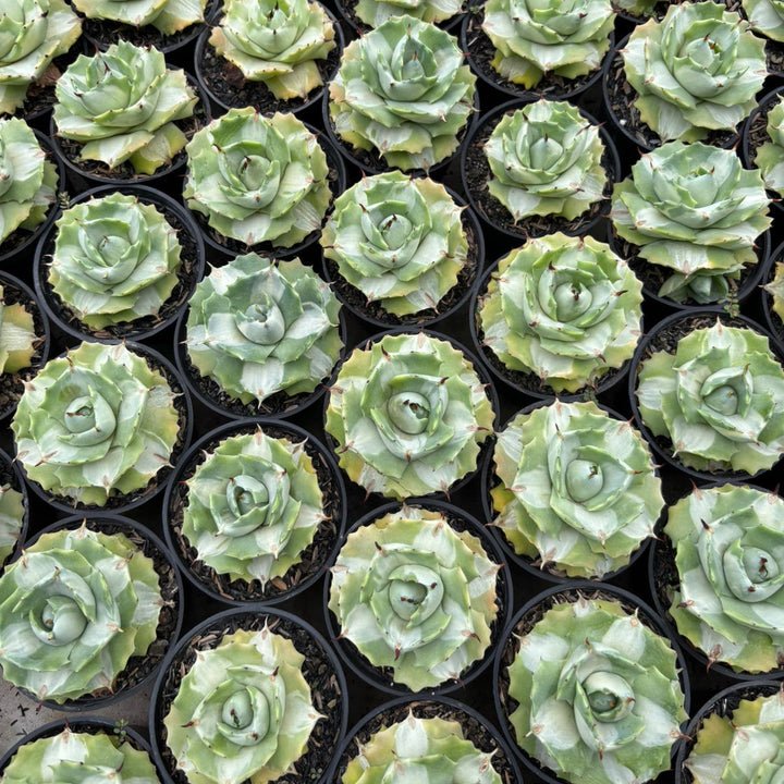 Agave Ohi Raijin Shiro Nakafu