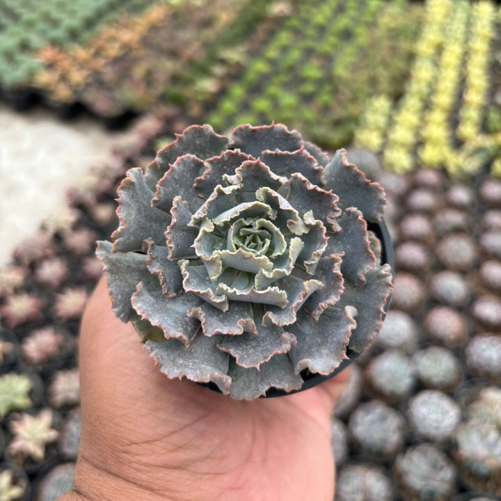 Echeveria truffles