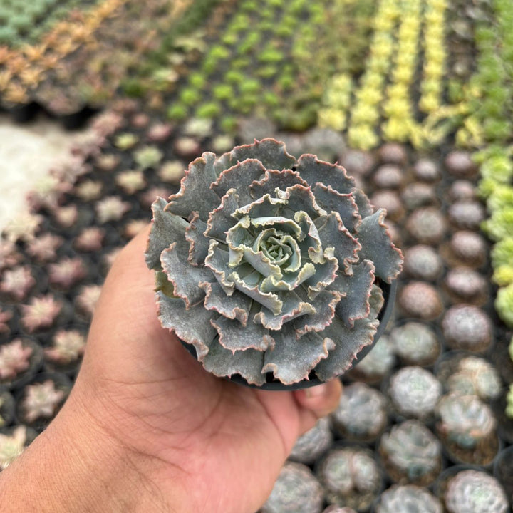 Echeveria truffles