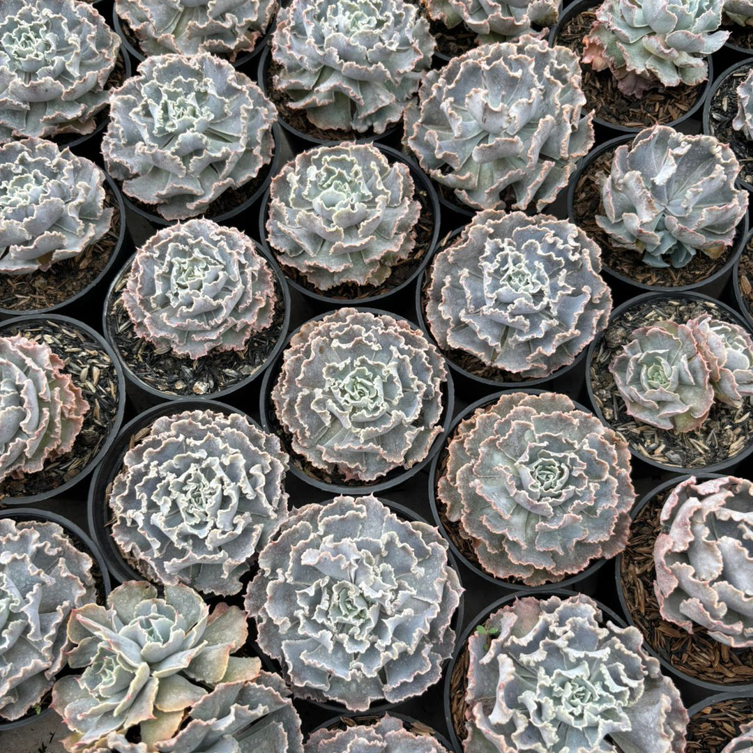 Echeveria truffles
