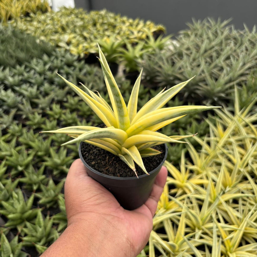 Sansevieria Gracillima