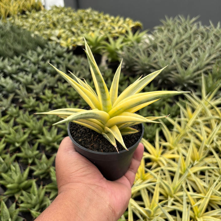 Sansevieria Gracillima