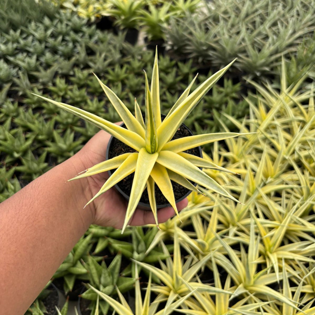 Sansevieria Gracillima