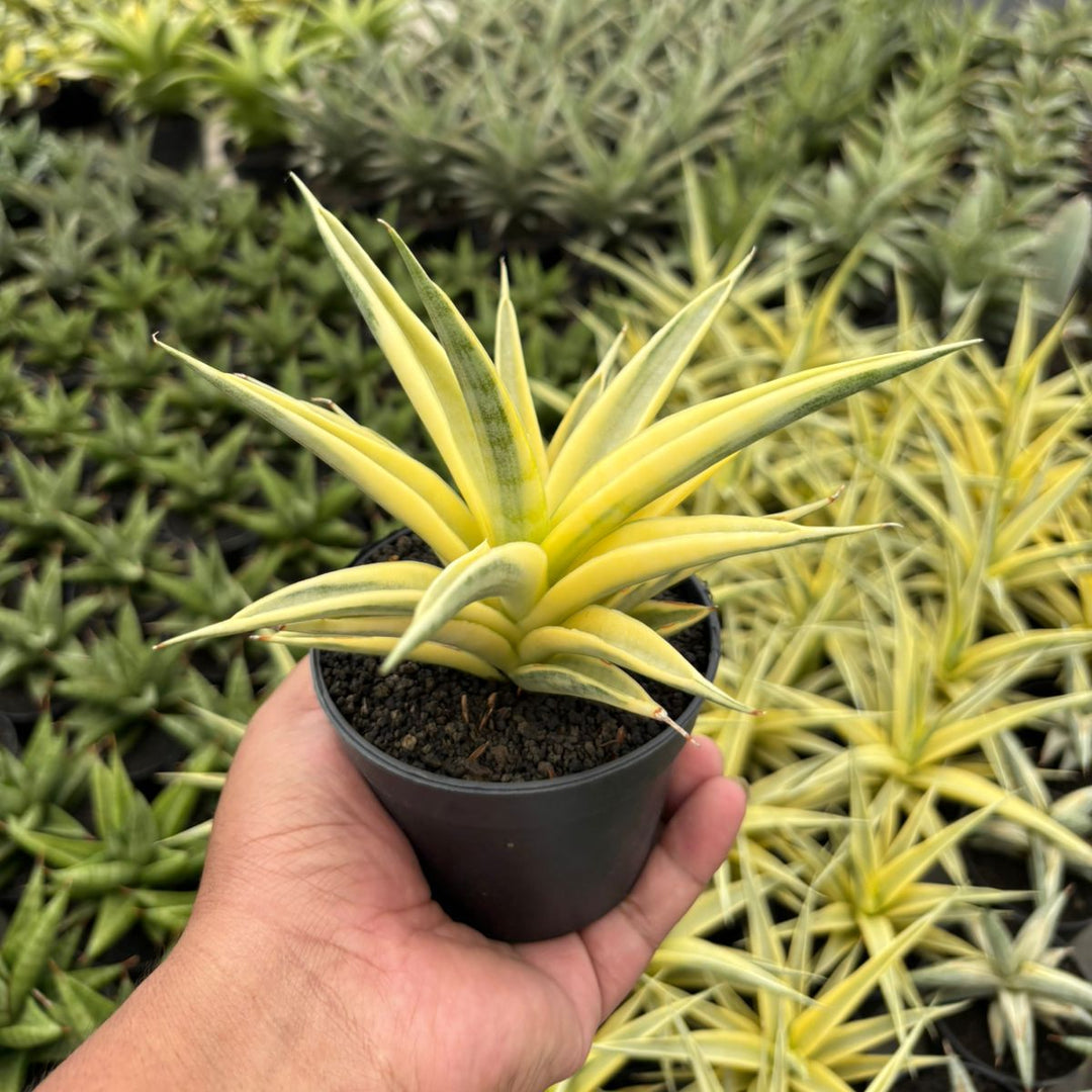 Sansevieria Gracillima
