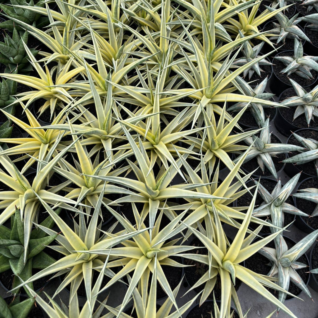 Sansevieria Gracillima