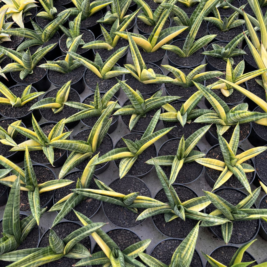 Sansevieria Marsha Anjani Variegated